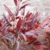 Artificial  Eucalyptus Nicoli Burgundy - EUC027 E4
