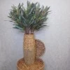 Artificial  Eucalyptus Nicoli Green 90cm - EUC028 E4