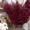 70cm Artificial Pampas Grass Burgundy Red - PAM011 II1