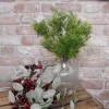Artificial Sprengeri Plant 35cm - SPR008 N2