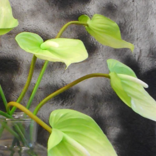 Real Touch Artificial Anthurium Lime Green 74cm - A131 HH3