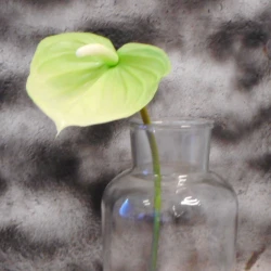 Real Touch Artificial Anthurium Lime Green 74cm - A131 HH3