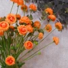 Artificial Button Asters Orange 58cm - A113 A3