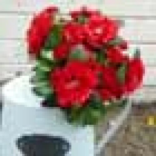Azalea Plants Red 36cm -  A150 B4
