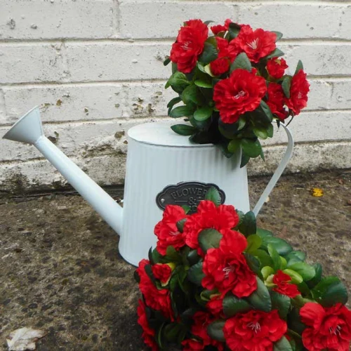 Azalea Plants Red 36cm -  A150 B4