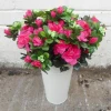 Azalea Plants Hot Pink 36cm - A153 II2