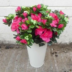 Azalea Plants Hot Pink 36cm - A153 II2