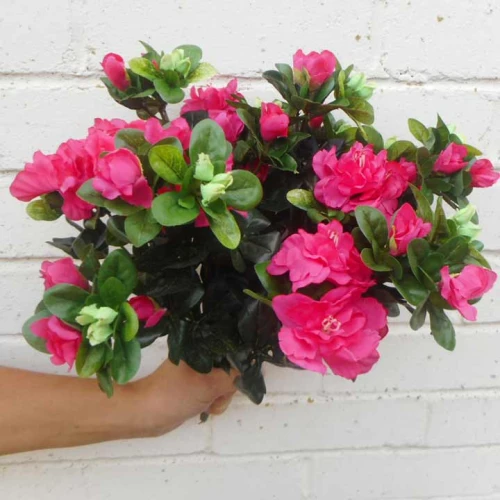 Azalea Plants Hot Pink 36cm - A153 II2