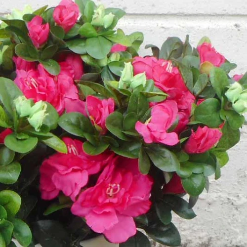 Azalea Plants Hot Pink 36cm - A153 II2