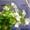 Artificial Bellflowers White 47cm - B033 B3