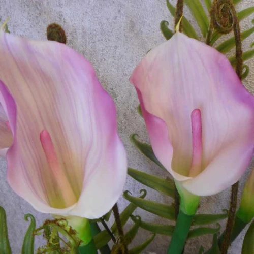 Artificial Calla Lilies Real Touch Pink Cream 70cm - L065 LL2