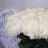 Artificial Bloom Chrysanthemums Cream 90cm - C181 D1