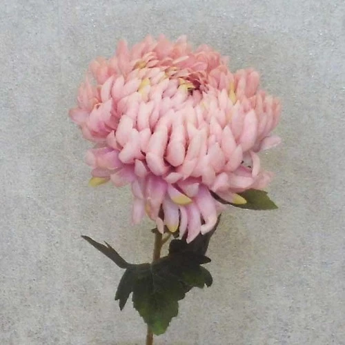 Artificial Bloom Chrysanthemum Pink 73cm - C034 B4