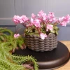 Silk Cyclamen Plants Pink 24cm - C014B P4
