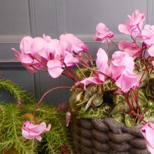 Silk Cyclamen Plants Pink 24cm - C014B P4