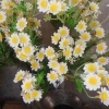 Mini Garden Daisies Stem 63cm - D076 DD3