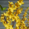 Artificial Forsythia Branch Yellow 113cm - F012 E1