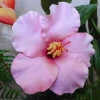 Artificial Hibiscus Spray Pink 81cm - H153 