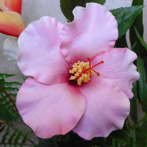 Artificial Hibiscus Spray Pink 81cm - H153 