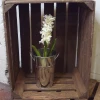 Artificial Hyacinth Plants Cream 43cm - H020 JJ2