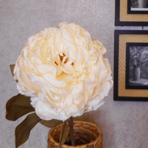 Antique Peony Cream 76cm | Faux Dried Flowers - P082 L4