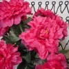 Artificial Tree Peony Flowers Hot Pink 70cm - P066 T2