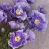 Silk Poppies Lilac Purple 70cm - P128 M3