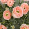 Faux Ranunculus Spray Peach 67cm - R203 O2