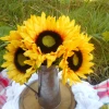 Artificial Sunflowers Bouquet 31cm - S070 Q1