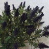Artificial Eryngium Thistles Sea Holly Purple 78cm - T027 T2