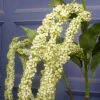 Artificial Amaranthus Pale Green - AMA009 A2