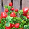 Mini Artificial Strawberry Stems 42cm - STR004 II4