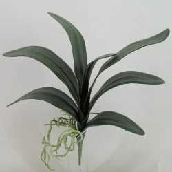 Orchid Leaves and Roots XXL - O044 K3