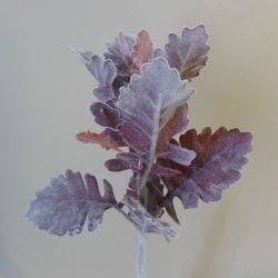 Artificial Cineraria Stem | Dusty Miller Short Stem Burgundy - CIN006 JJ3