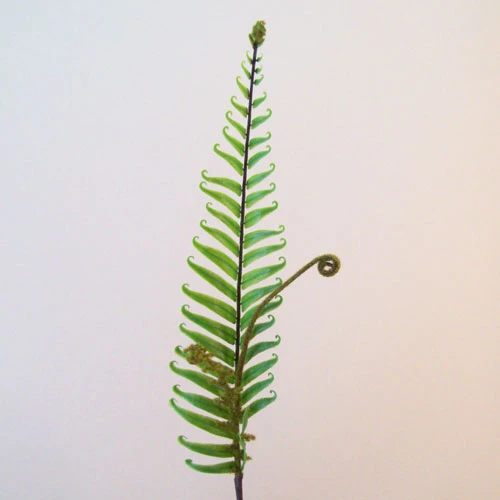 Artificial Fiddle Head Fern Leaves - FER011 BX11