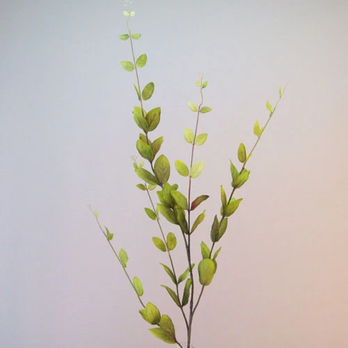 Lonicera Leaves Green | Honeysuckle - LON012 K1