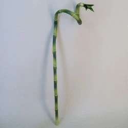 Artificial Lucky Curly Bamboo - BAM009 BX22