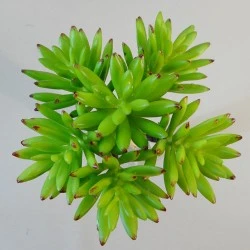 Artificial Succulents Bundle Green Senecio - SUC015 DD2