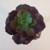 Artificial Succulent Camellia Burgundy - SUC011 JJ2