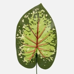 Artificial Caladium Leaf Green Red 43cm - CAL002 C3