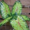 Artificial Caladium Leaf Green Red 43cm - CAL002 C3