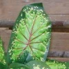 Artificial Caladium Leaf Green Red 43cm - CAL002 C3
