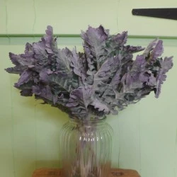 Artificial Cineraria Stem | Dusty Miller Short Stem Green Purple 42cm - CIN008 AA3