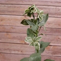 Artificial Euphorbia Stem Variegated 67cm - EUP001 E3