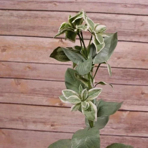 Artificial Euphorbia Stem Variegated 67cm - EUP001 E3