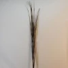 Zebra Grass and Pheasant Feathers 120cm - ZEB001 F1