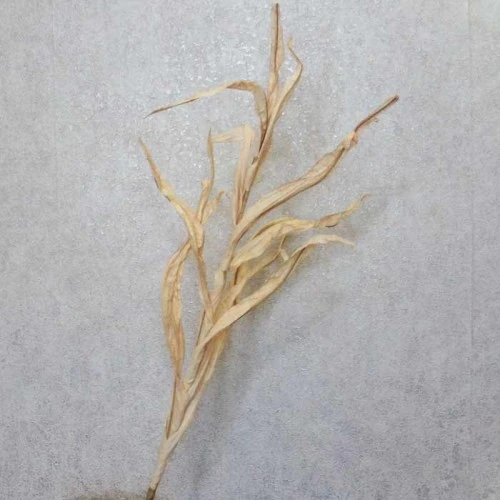 Faux Dried Artificial Reeds Spray Cream 104cm - GRA016 KK4