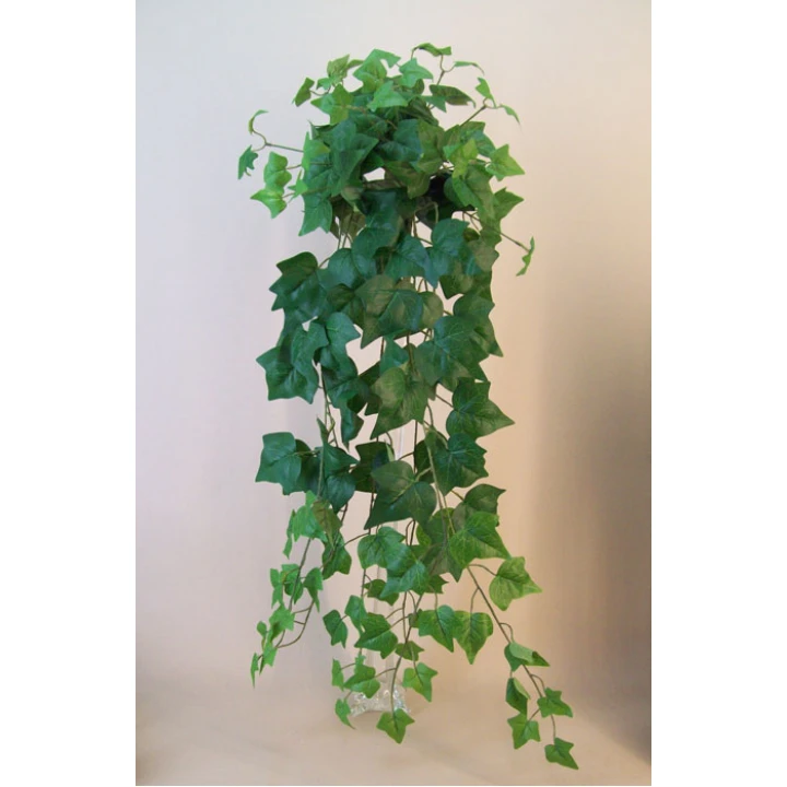 Trailing Plants and Leaves