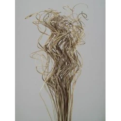 Ting Ting Natural - TT001 T1