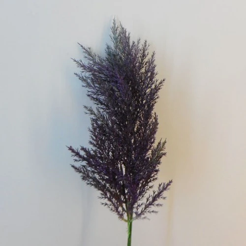 70cm Artificial Pampas Grass Aubergine Purple - PAM010 Q3